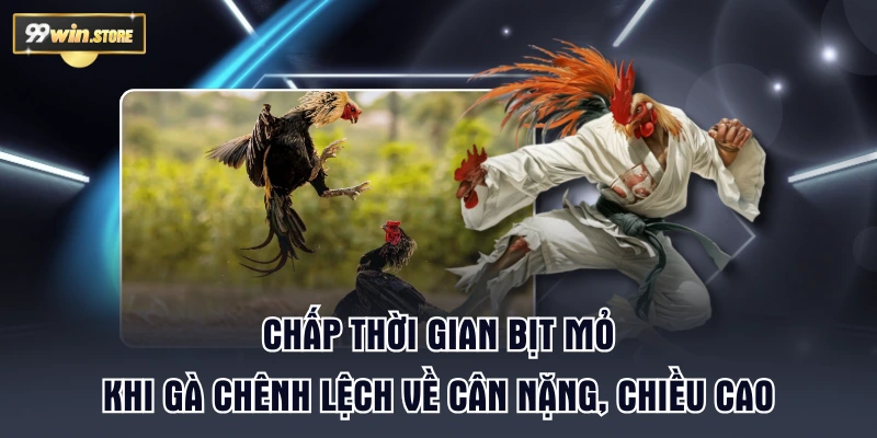 Chấp thời gian bịt mỏ khi gà chênh lệch về cân nặng, chiều cao