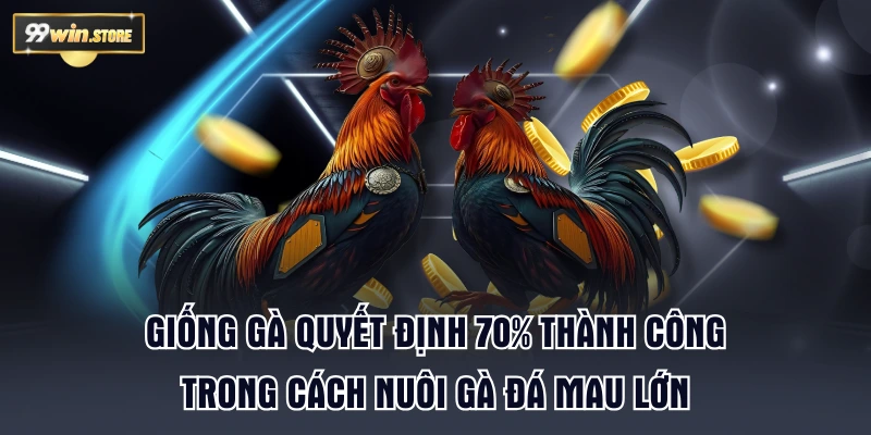 Giống gà quyết định 70% thành công trong cách nuôi gà đá mau lớn