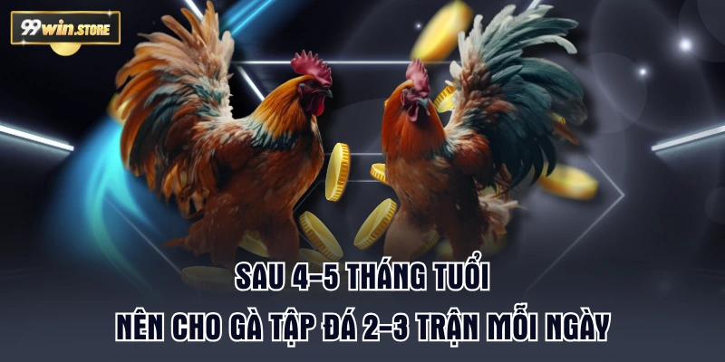 Sau 4-5 tháng tuổi nên cho gà tập đá 2-3 trận mỗi ngày